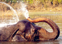 Indian_Elephant.jpg